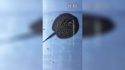 帝王魟魚繁殖餌料選擇，帝王魟魚的繁殖成功率和幼魚存活率具有重要意義