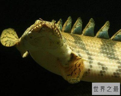 恐龍王魚(yú)的選購(gòu)指南，恐龍王魚(yú)怎么選購(gòu)