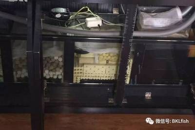 龍魚缸過濾材料用什么好，如何自制龍魚缸過濾器