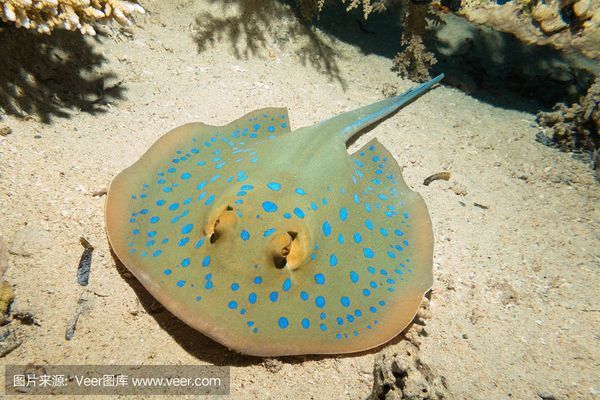 魟魚活餌處理方法詳解，如何正確處理魟魚活餌