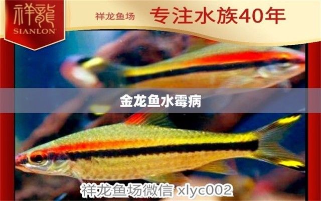 金龍魚疾病早期識別，金龍魚疾病早期識別是水產(chǎn)養(yǎng)殖中至關(guān)重要的一環(huán)