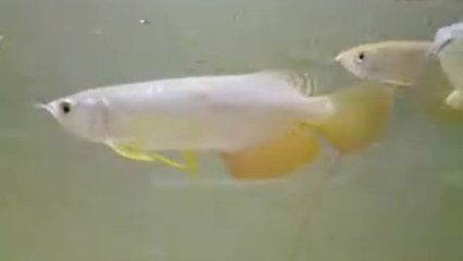 高背金龍魚最佳飼料品牌，高背金龍魚的最佳飼料品牌 觀賞魚市場(chǎng)（混養(yǎng)魚） 第3張