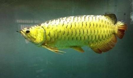 高背金龍魚最佳飼料品牌，高背金龍魚的最佳飼料品牌 觀賞魚市場(chǎng)（混養(yǎng)魚） 第5張