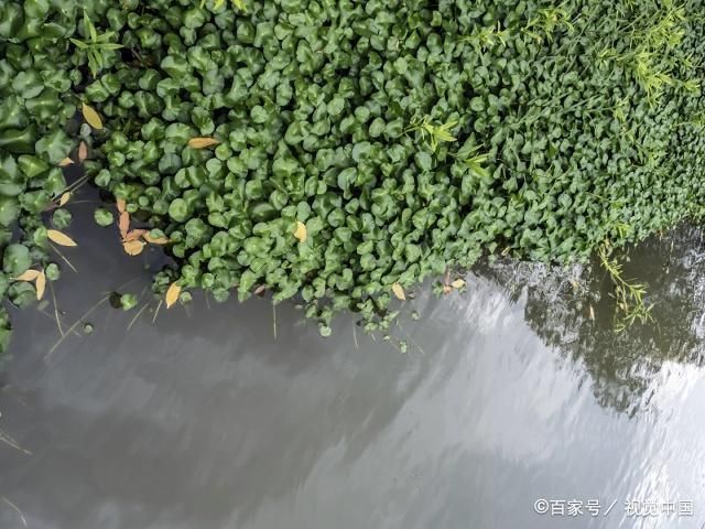 水草環(huán)境對魚群影響，水草對魚群的影響 觀賞魚市場（混養(yǎng)魚） 第1張