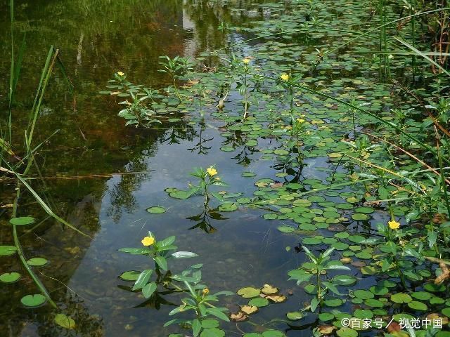 水草環(huán)境對魚群影響，水草對魚群的影響 觀賞魚市場（混養(yǎng)魚） 第2張