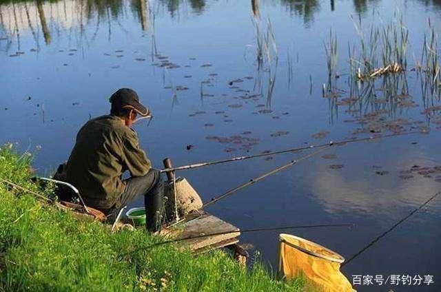 水草環(huán)境對魚群影響，水草對魚群的影響 觀賞魚市場（混養(yǎng)魚） 第3張