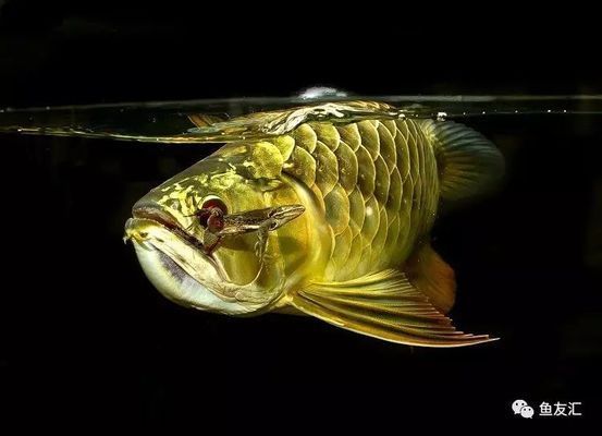 龍魚(yú)吞食異物怎么辦，龍魚(yú)吞食異物后的處理方法