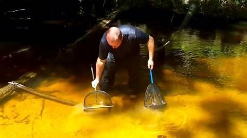 魟魚飼料中必需氨基酸比例，魟魚飼料中必需氨基酸比例,草魚飼料營(yíng)養(yǎng)需求研究進(jìn)展