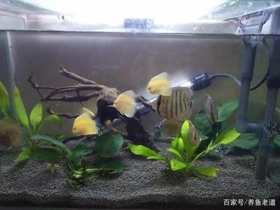 龍魚和虎魚打架的解決辦法，龍魚和虎魚打架怎么辦