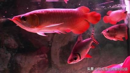 龍魚的觀賞價(jià)值有哪些特點(diǎn) 龍魚百科 第5張