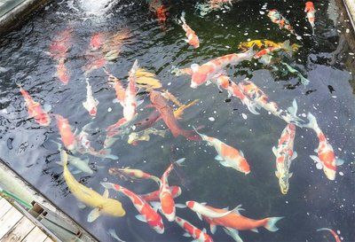 三色錦鯉魚的繁殖方法，三色錦鯉魚的日常管理 觀賞魚市場（混養(yǎng)魚） 第4張