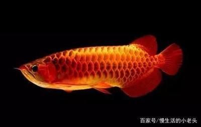 龍魚(yú)哪種好養(yǎng)活的，如何選擇一只好養(yǎng)活的龍魚(yú)