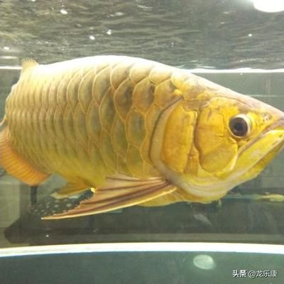 龍魚(yú)入門(mén)知識(shí)