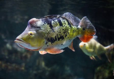 帝王魟魚合法購買渠道查詢，帝王魟魚合法購買渠道 魟魚百科 第3張