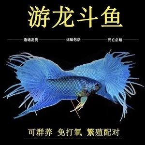 帝王魟魚合法購買渠道查詢，帝王魟魚合法購買渠道 魟魚百科 第4張