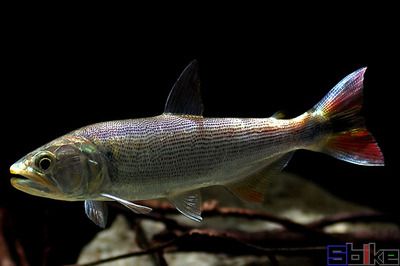 黃金河虎魚(yú)繁殖隱蔽空間布置，黃金河虎魚(yú)的繁殖行為及其隱蔽空間的布置