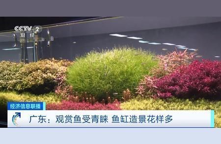 觀賞魚市場趨勢分析，2019年中國觀賞魚市場前景分析及前景預(yù)測 觀賞魚市場（混養(yǎng)魚） 第5張