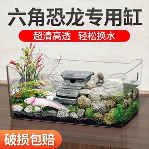 六角恐龍魚魚缸造景，六角恐龍魚缸造景方法不僅美觀大方，還能為六角恐龍魚提供良好生活環(huán)境