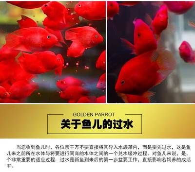 紅色金龍魚圖片整張圖片高清，一張高清的紅色金龍魚圖片 水族問答