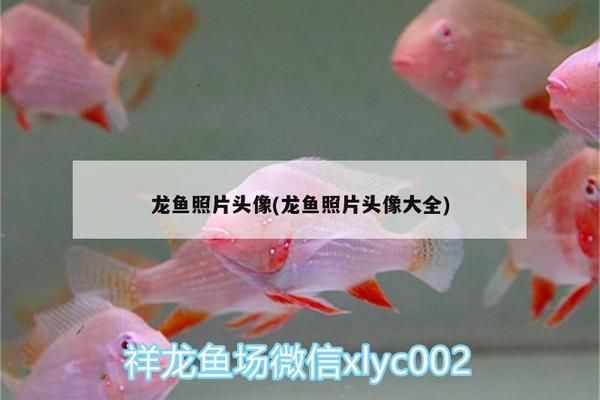 福魟魟魚細菌性感染預防措施，福[需手動填充][需手動填充]魚常見寄生蟲種類及防治 魟魚百科 第3張