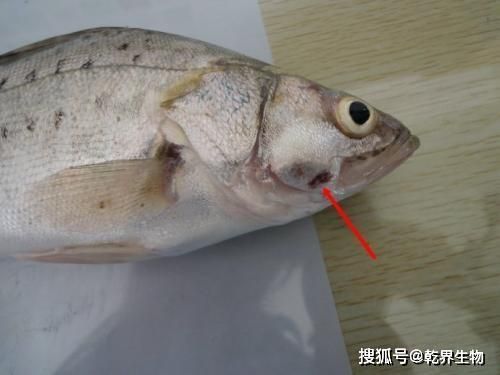 黑桃A魚常見病治療方法，金龍魚翻白病因及治療方法 觀賞魚市場（混養(yǎng)魚） 第4張