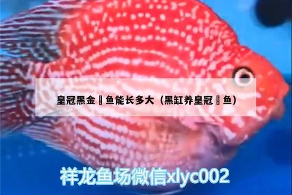 黑金魟魚繁殖成功率提升方法，黑金魟魚的繁殖成功率提升方法 魟魚百科 第4張