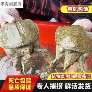 龍魚(yú)飼料哪種好養(yǎng)活，龍魚(yú)飼料的選擇對(duì)其健康和生長(zhǎng)至關(guān)重要 龍魚(yú)百科 第5張