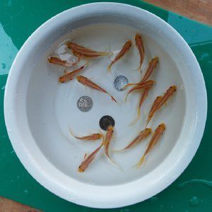 龍魚(yú)飼料哪種好養(yǎng)活，龍魚(yú)飼料的選擇對(duì)其健康和生長(zhǎng)至關(guān)重要 龍魚(yú)百科 第4張