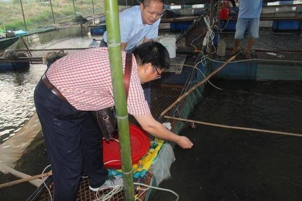 魟魚(yú)飼料中蛋白質(zhì)含量標(biāo)準(zhǔn)，魟魚(yú)飼料中的蛋白質(zhì)含量標(biāo)準(zhǔn)[需手動(dòng)填充]魚(yú)飼料蛋白質(zhì)含量標(biāo)準(zhǔn) 魟魚(yú)百科 第1張