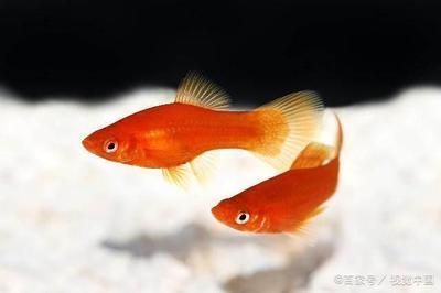 保定龍魚手術(shù)醫(yī)院怎么樣啊，保定龍魚醫(yī)院在治療龍魚手術(shù)方面具有哪些特色服務(wù) 水族問(wèn)答