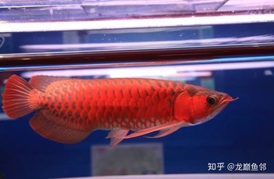 金龍魚值得養(yǎng)嗎知乎，金龍魚養(yǎng)殖新手指南 龍魚百科 第3張