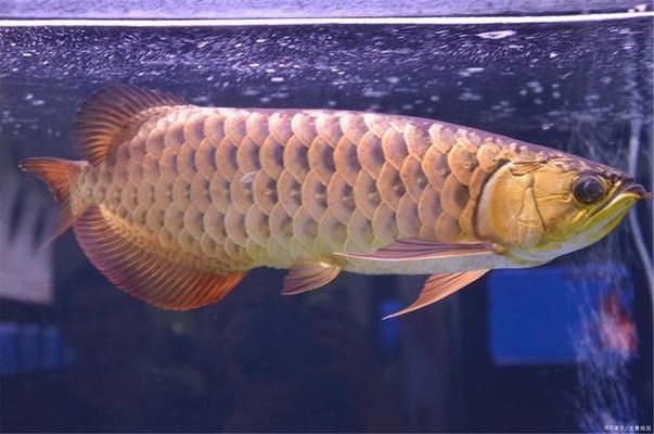 龍魚(yú)魚(yú)缸換水，如何進(jìn)行龍魚(yú)魚(yú)缸的換水操作 魚(yú)缸百科 第1張