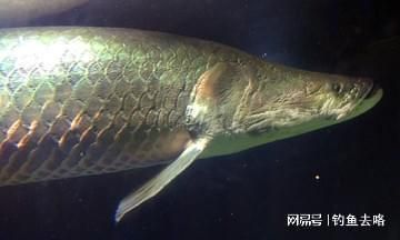 巨骨舌魚(yú)最佳飼料配方，巨骨舌魚(yú)的最佳飼料配方