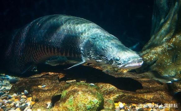 巨骨舌魚最佳飼料配方，巨骨舌魚的最佳飼料配方 觀賞魚市場（混養(yǎng)魚） 第5張