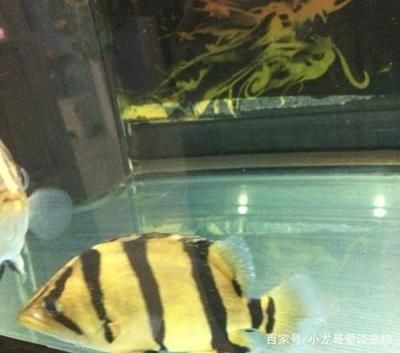 虎魚苗混養(yǎng)注意事項(xiàng)，如何判斷虎魚苗混養(yǎng)成功 虎魚百科 第5張