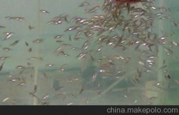 巴西亞魚苗飼料品牌推薦，巴西亞魚苗的飼養(yǎng) 觀賞魚市場（混養(yǎng)魚） 第3張