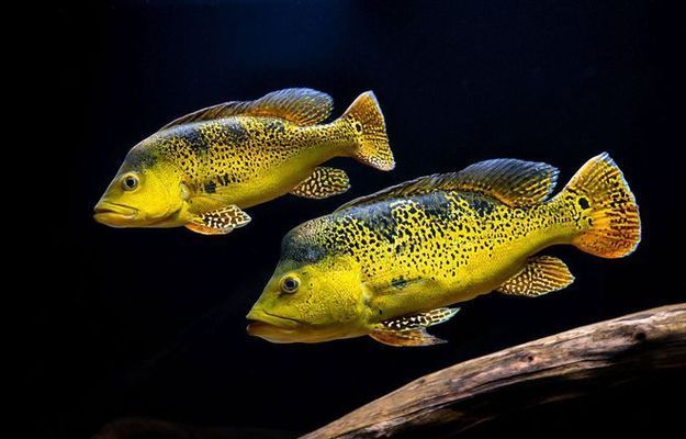 巴西亞魚苗飼料品牌推薦，巴西亞魚苗的飼養(yǎng) 觀賞魚市場（混養(yǎng)魚） 第4張