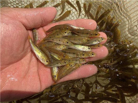 巴西亞魚苗飼料品牌推薦，巴西亞魚苗的飼養(yǎng) 觀賞魚市場（混養(yǎng)魚） 第5張