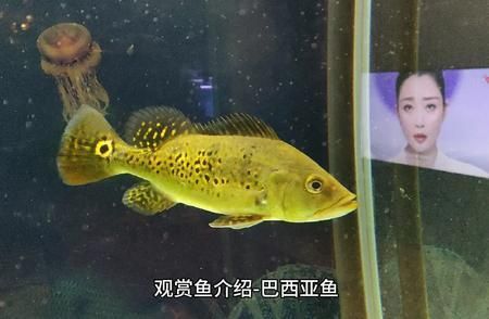 巴西亞魚，巴西亞魚養(yǎng)殖方法和注意事項 觀賞魚市場（混養(yǎng)魚） 第4張