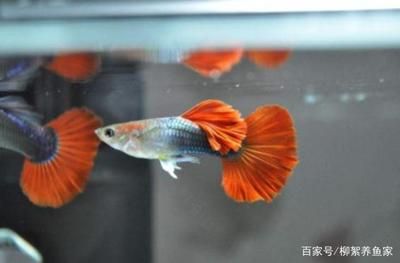 水族箱酸堿度對(duì)魚(yú)類影響，水族箱酸堿度對(duì)魚(yú)的影響 觀賞魚(yú)市場(chǎng)（混養(yǎng)魚(yú)） 第5張