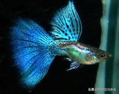 水族箱酸堿度對(duì)魚(yú)類影響，水族箱酸堿度對(duì)魚(yú)的影響 觀賞魚(yú)市場(chǎng)（混養(yǎng)魚(yú)） 第4張