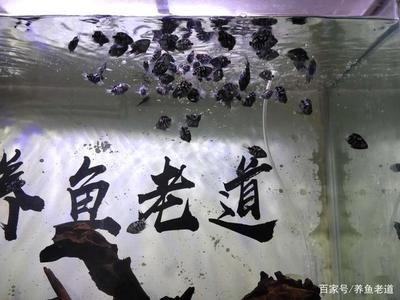 四紋虎魚幼魚飼料選擇指南，四紋虎魚幼魚的飼料選擇指南 虎魚百科