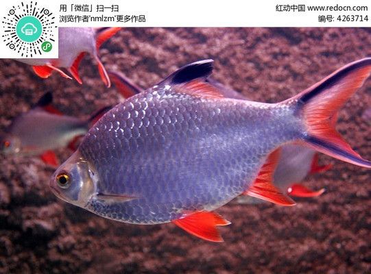 雙線(xiàn)側(cè)魚(yú)，雙線(xiàn)側(cè)魚(yú)是一種美麗的淡水熱帶魚(yú)適合在水族箱中養(yǎng)殖 觀(guān)賞魚(yú)市場(chǎng)（混養(yǎng)魚(yú)） 第3張