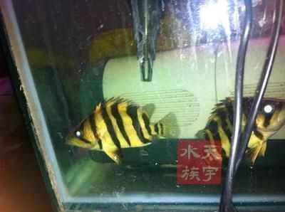 泰國虎觀賞價(jià)值提升方法，如何挑選優(yōu)質(zhì)泰國虎魚 虎魚百科 第2張