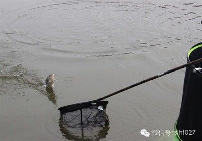 龍魚魚缸什么牌子好一點又實惠，龍魚魚缸日常維護技巧