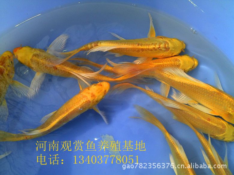 飛鳳魚苗日常護(hù)理要點，飛鳳魚苗日常護(hù)理的主要要點 觀賞魚市場（混養(yǎng)魚） 第3張