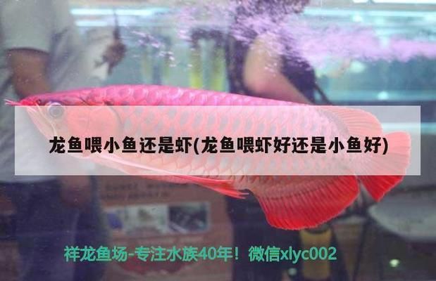 龍魚喂小魚好還是小蝦好，如何給龍魚消毒食物 龍魚百科 第2張