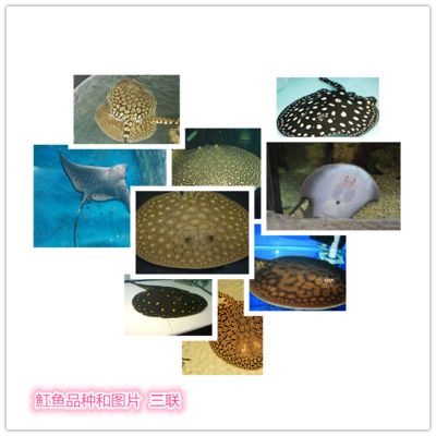 福魟魟魚飼料保存方法介紹，福[需手動填充][需手動填充]魚飼料保存方法 魟魚百科 第1張