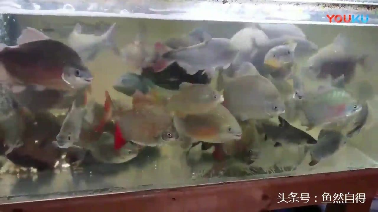 虎紋銀板魚(yú)飼養(yǎng)密度標(biāo)準(zhǔn)，虎紋銀板魚(yú)飼養(yǎng)密度標(biāo)準(zhǔn)探索適宜養(yǎng)殖環(huán)境與密度 虎魚(yú)百科 第3張