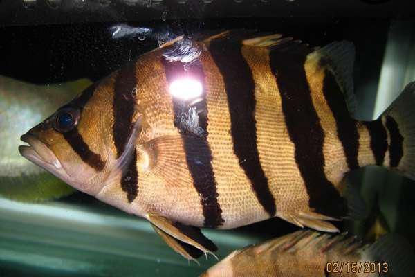 四紋虎魚(yú)繁殖難度及解決方案，四紋虎魚(yú)繁殖期水質(zhì)管理技巧，提高四紋虎魚(yú)繁殖成功率的方法 虎魚(yú)百科 第2張